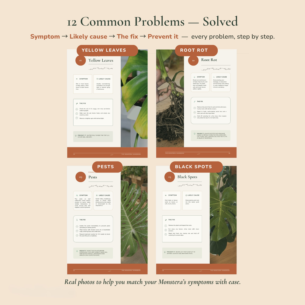 The Monstera System